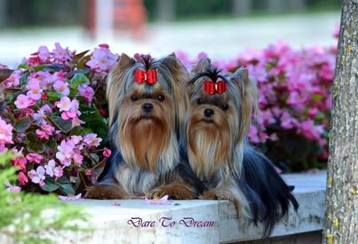 Dare To Dream Yorkshire Terrier Kennel