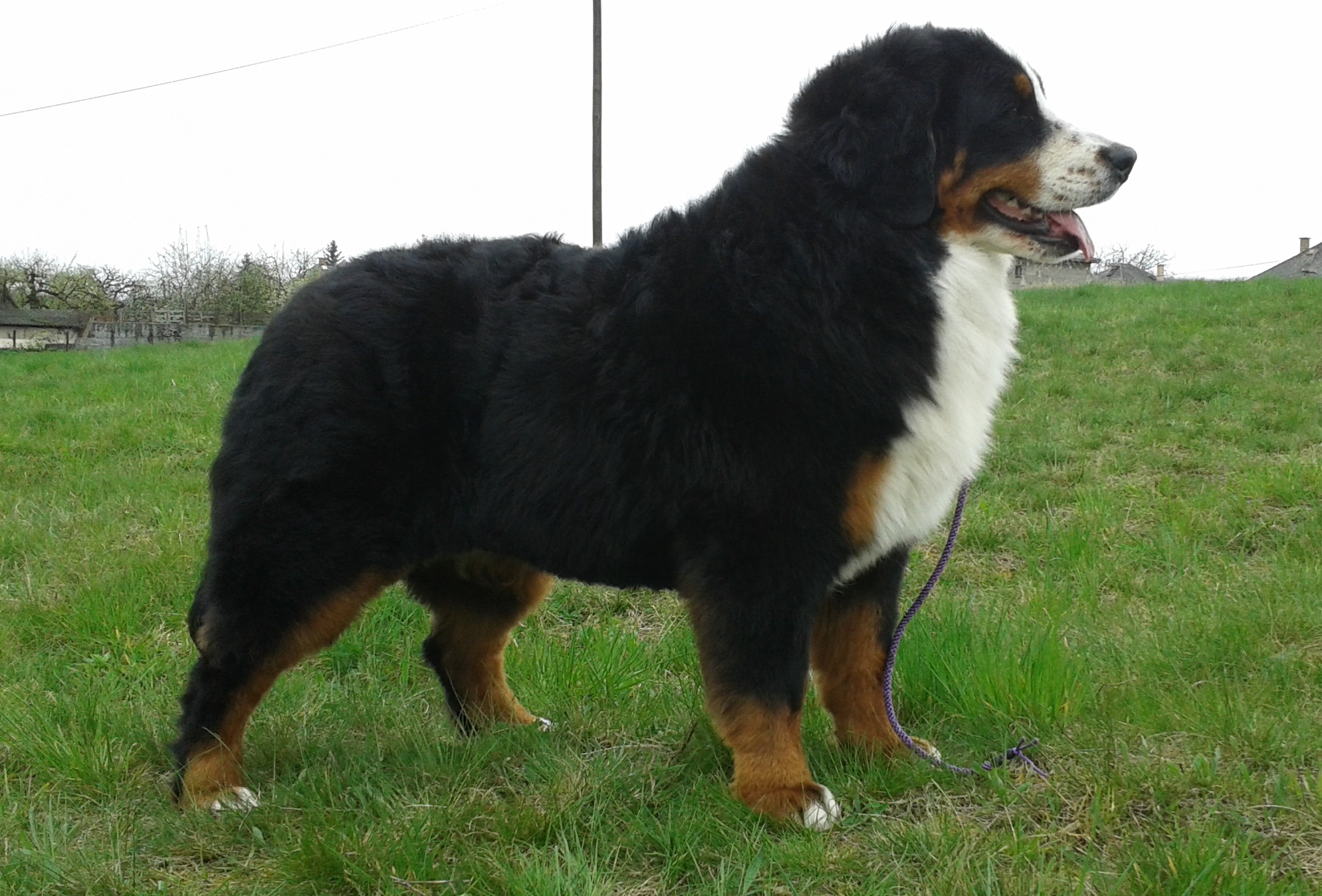 Berni pásztorkutya - Berner Sennenhund Bencési-Berni Éber kennel