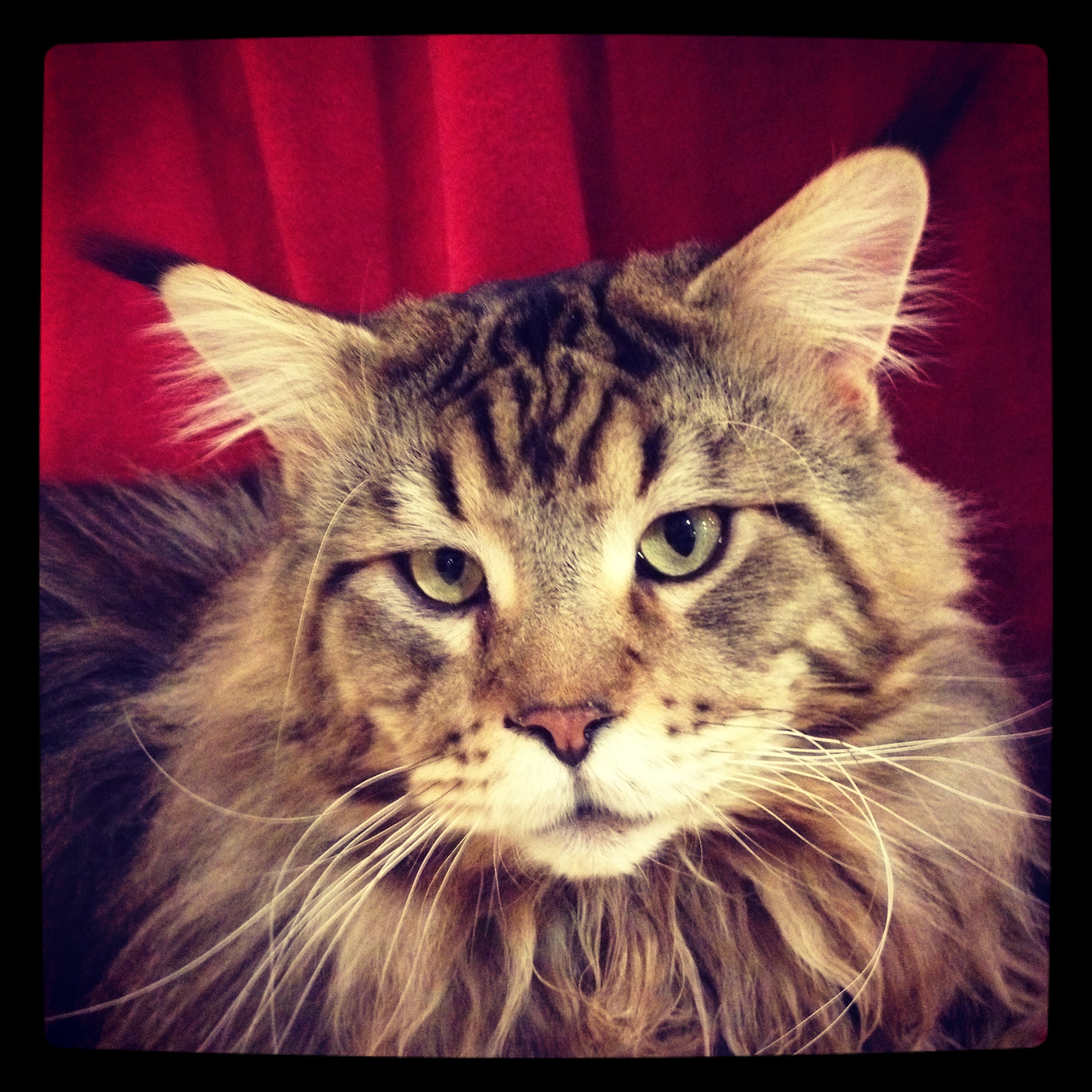 Macskaki&aacute;ll&iacute;t&aacute;s