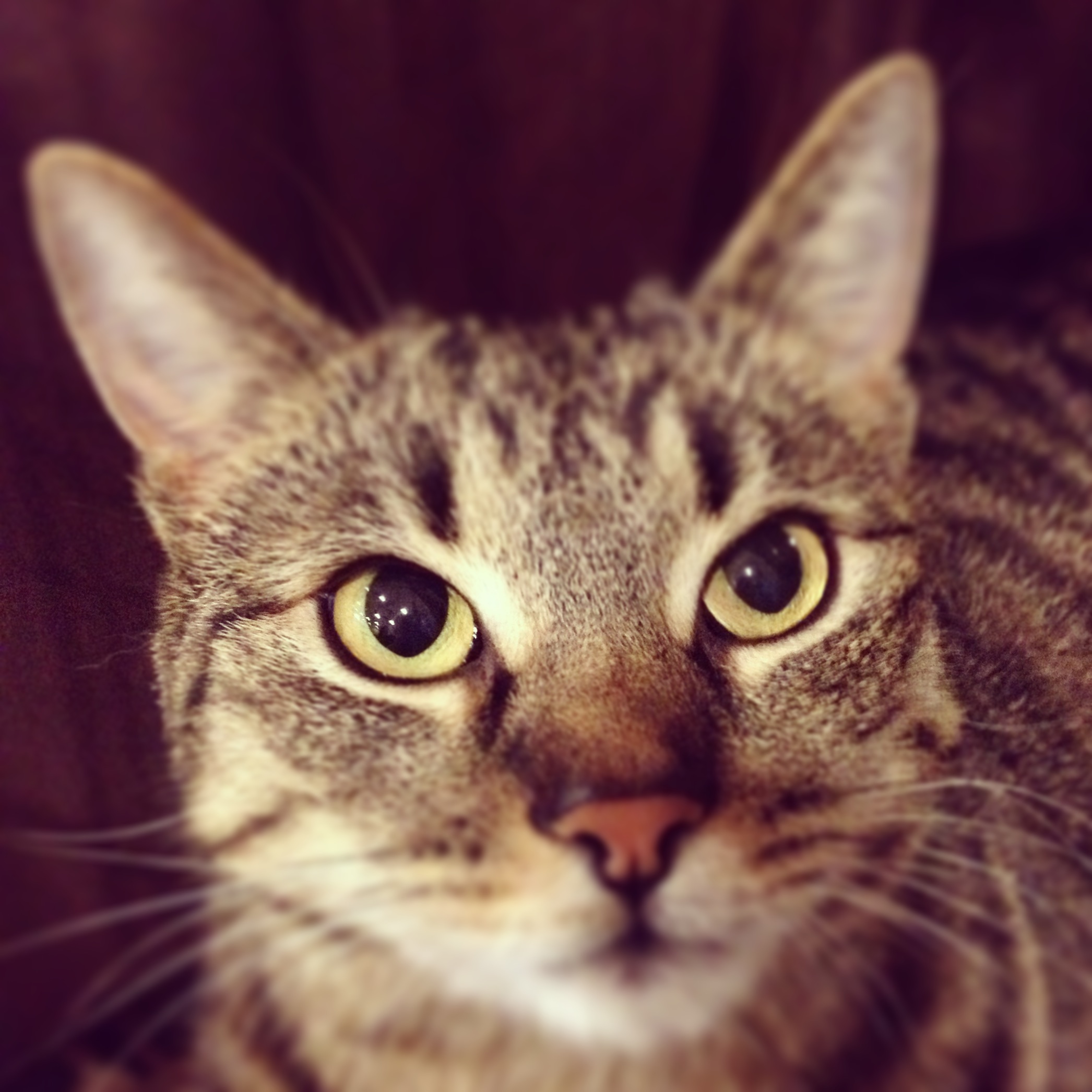 macskaki&aacute;ll&iacute;t&aacute;s