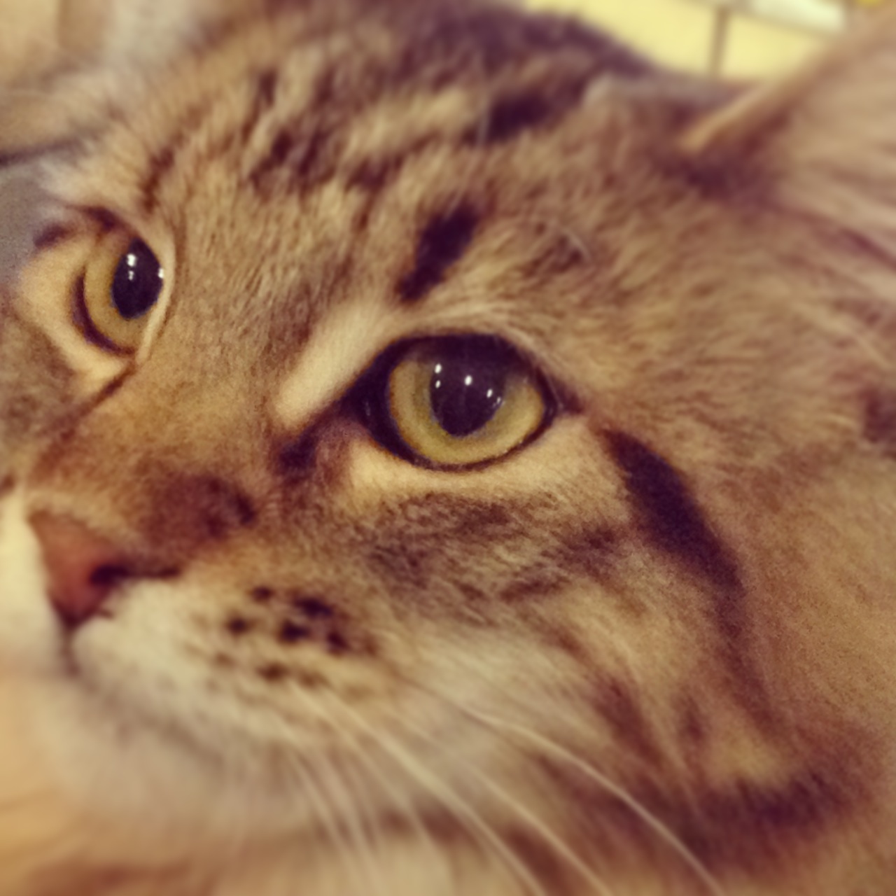 Macskaki&aacute;ll&iacute;t&aacute;s