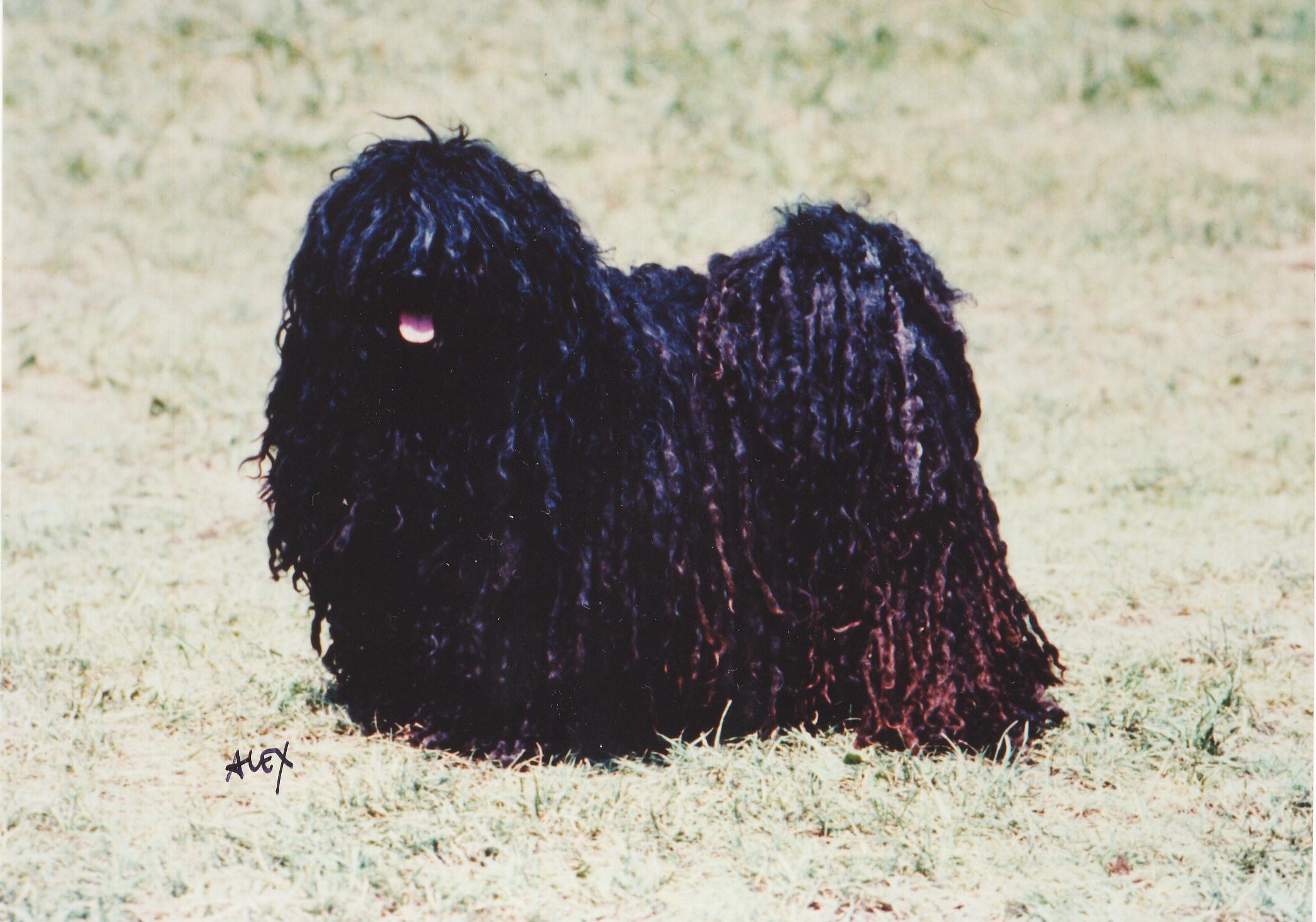 Puli - beszéd