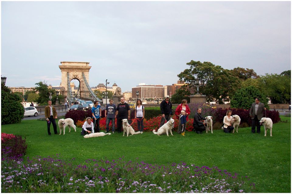 A KUVASZHŰSÉG - KUTYAHŰSÉG NAPJA - 2014. SZEPTEMBER 15.
