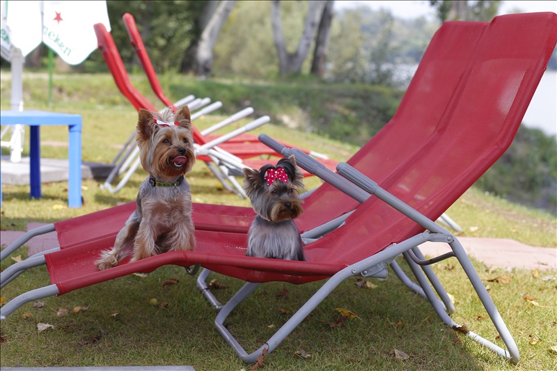 Réka 3 szuper show-val kápráztatja el a kutyabarátokat