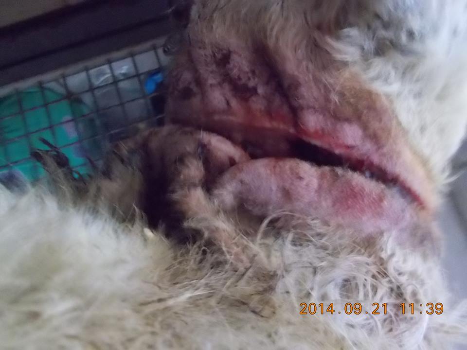 Sokkoló állatkínzás egy madzaggal...