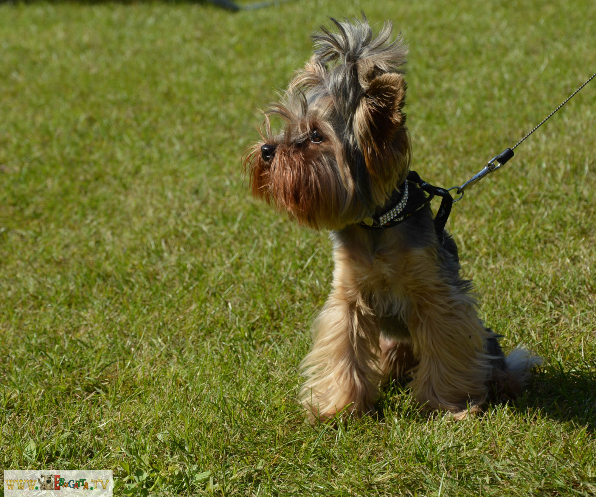 Yorki Fesztivál 2014. 