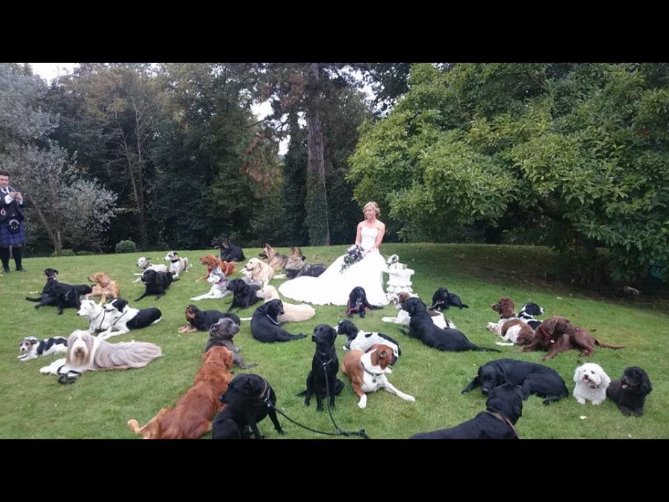 Egy kutyakiképző esküvője...