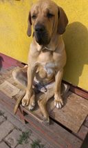 Miért szereted a kutyád -5 szóval? 1. rész