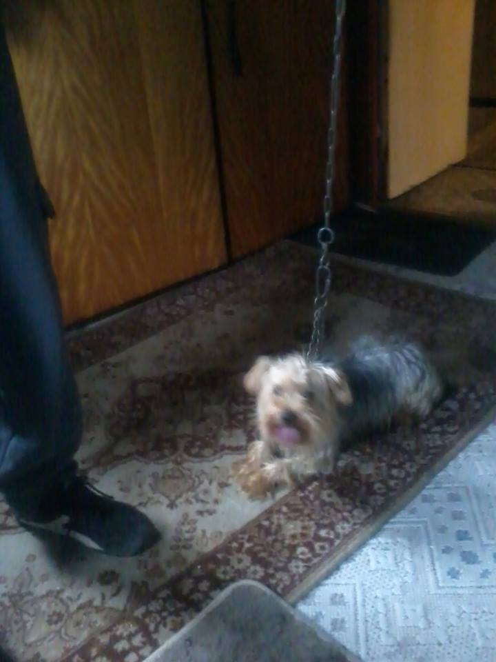 Eladó kutyák ... hirdetések, melyek felháborítják az állatszeretőket