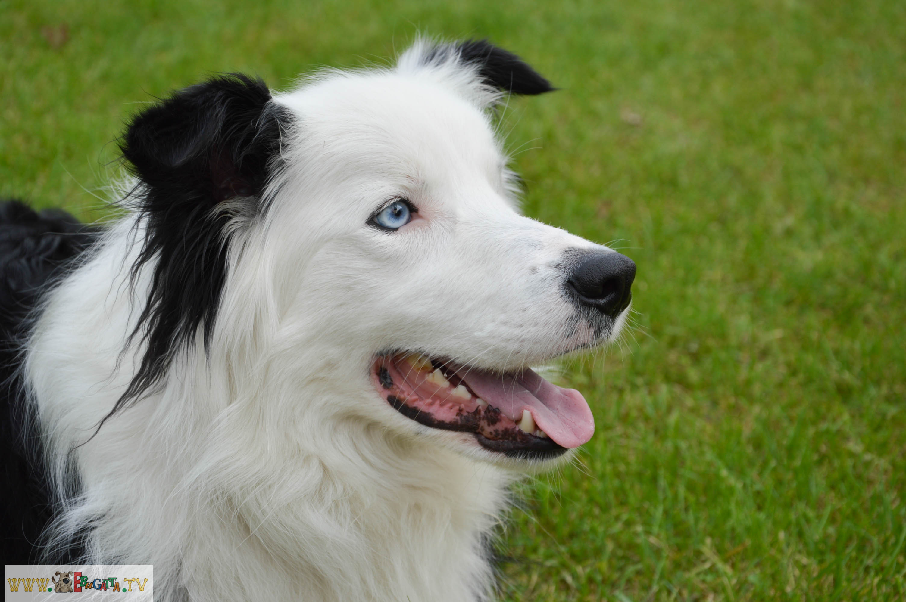 Kutyák és gazdik feketében és fehérben, Black&White DOG party