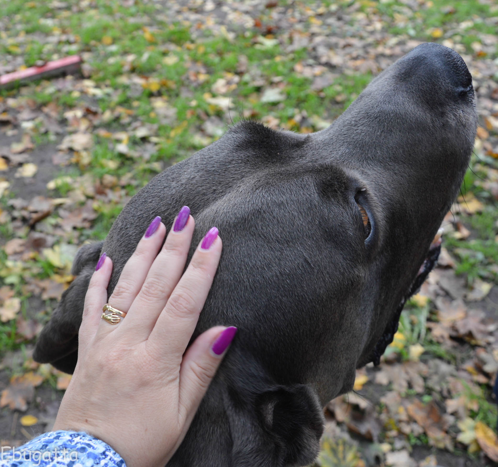 Miért érdemes kutyát tartani? – ahogy az Ebugattások gondolják…