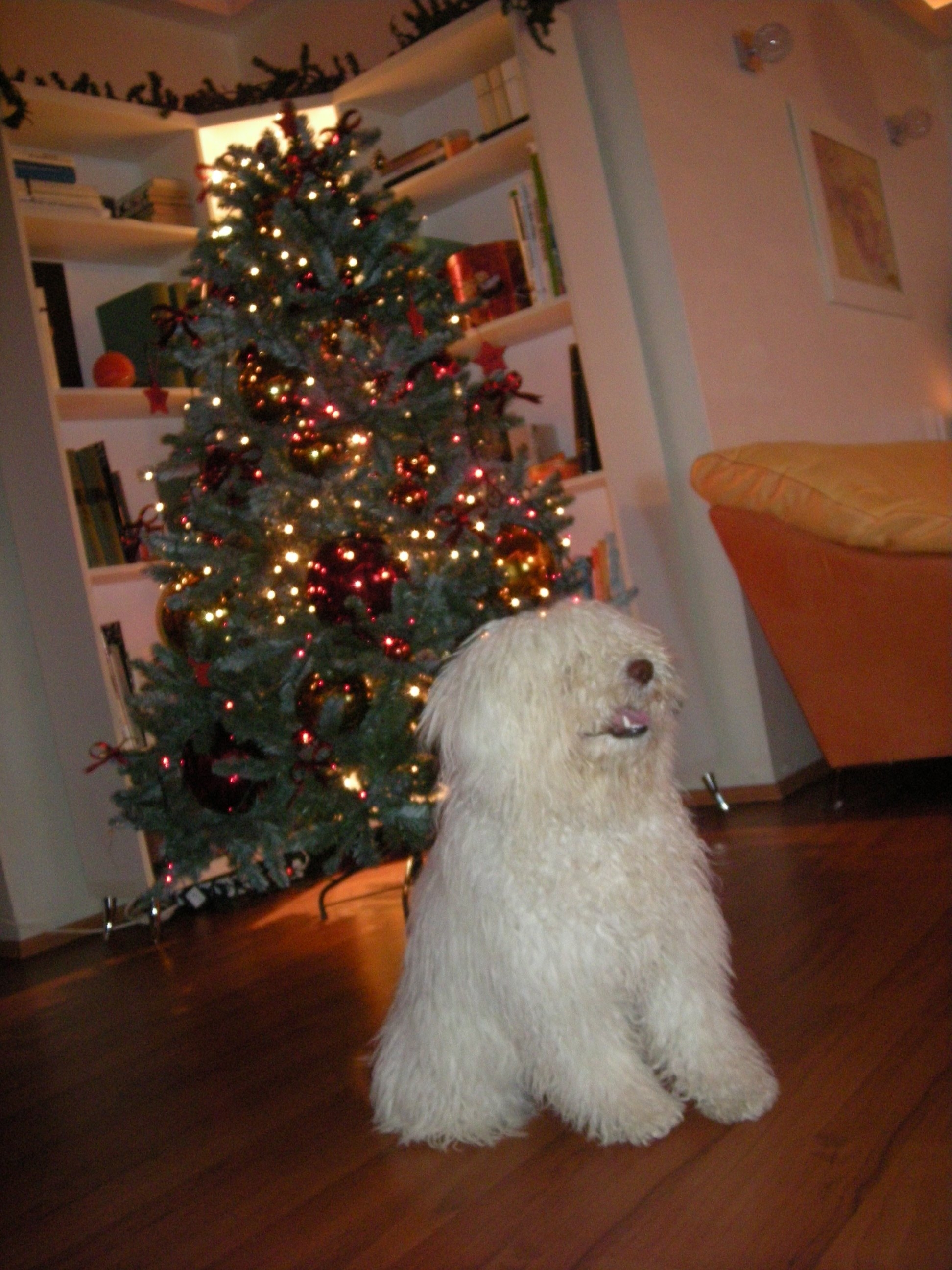 Karácsonyra kiskutya, olcsón...