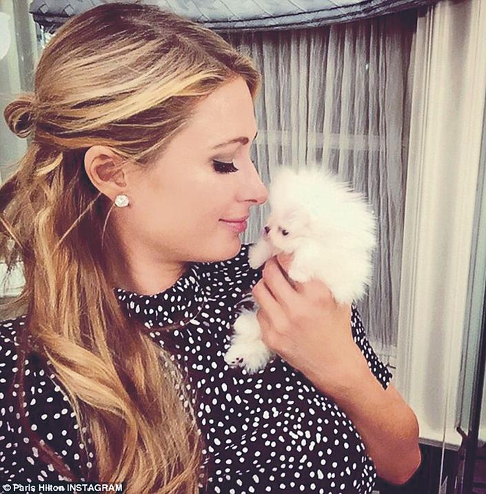 6 millióért vett kutyát Paris Hilton