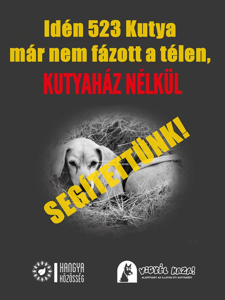 Több mint 500 árva kutya biztosan nem fázott ezen a télen!