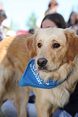 Segítőkutyák Napja – több mint egy társ a hétköznapokban