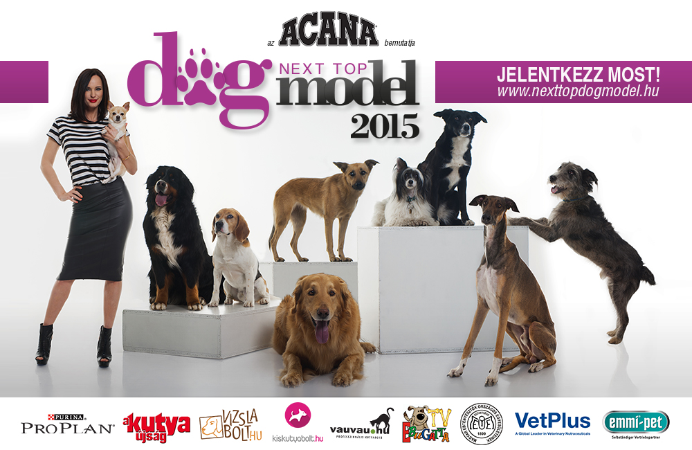 Az Ön kutyája is lehet 2015 sztárja! 