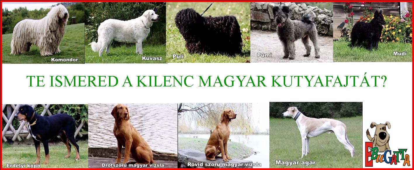 Magyar kutyafajták