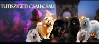 Tutiszigeti csau csau kennel