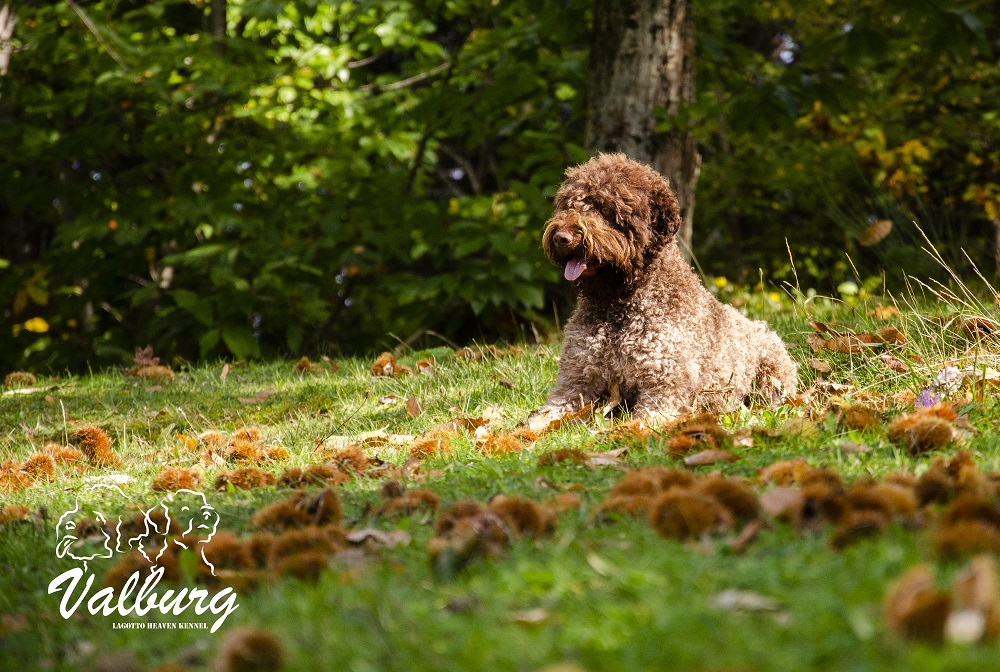 Lagotto romagnolo - a legendás szarvasgombász