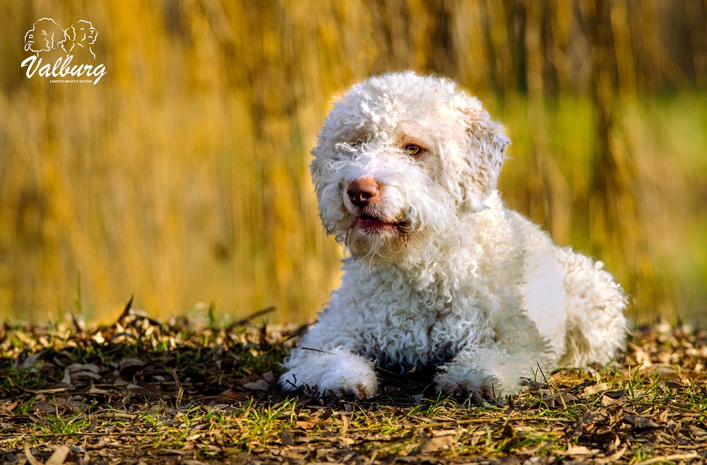 Lagotto