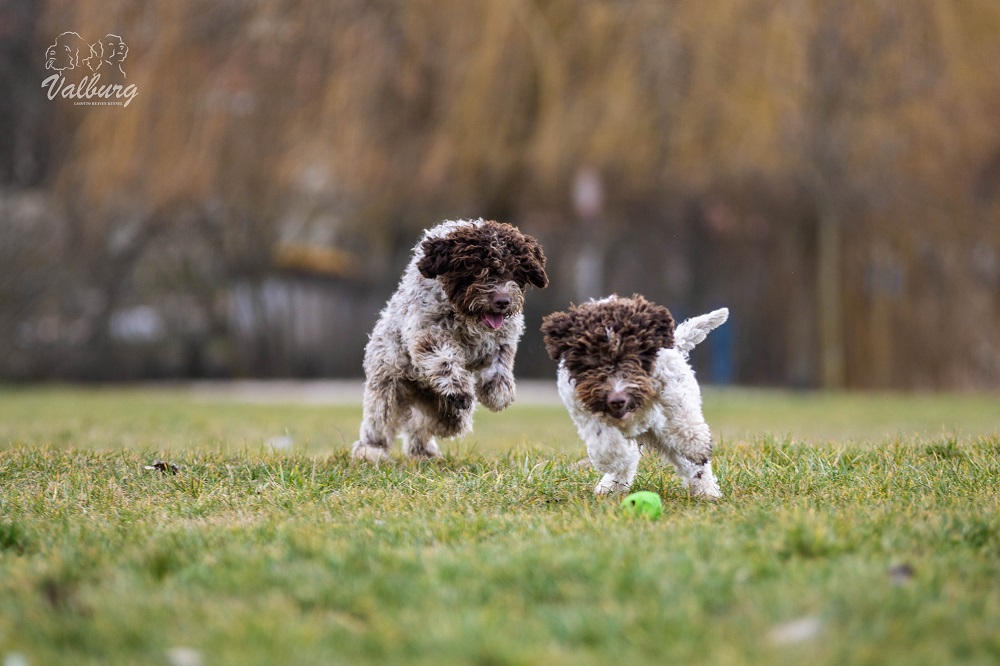 Valburg Lagotto Heaven Kennel Lagotto Romagnolo