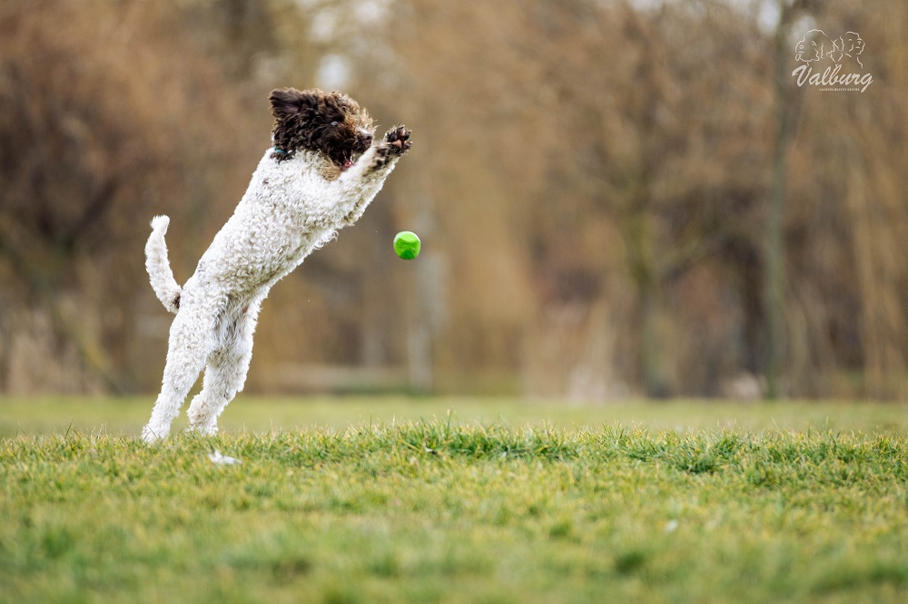 Valburg Lagotto Heaven Kennel Lagotto Romagnolo