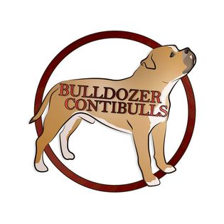 BulldozerContibulls Continental Bulldog Kennel