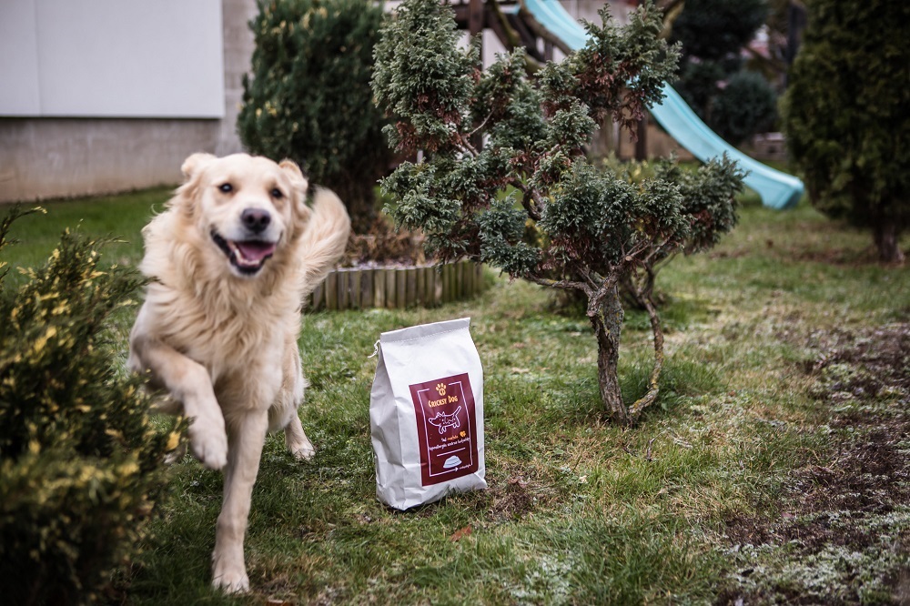 Hogyan válassz megfelelő kutyatápot Tippek és tanácsok a kutyatáp kiválasztásához!