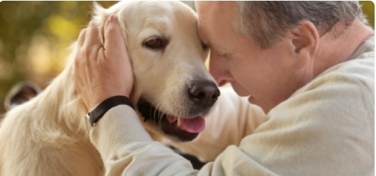 Kutyánk és az agyi öregedés, avagy milyen az élet egy idősödő kedvenccel?