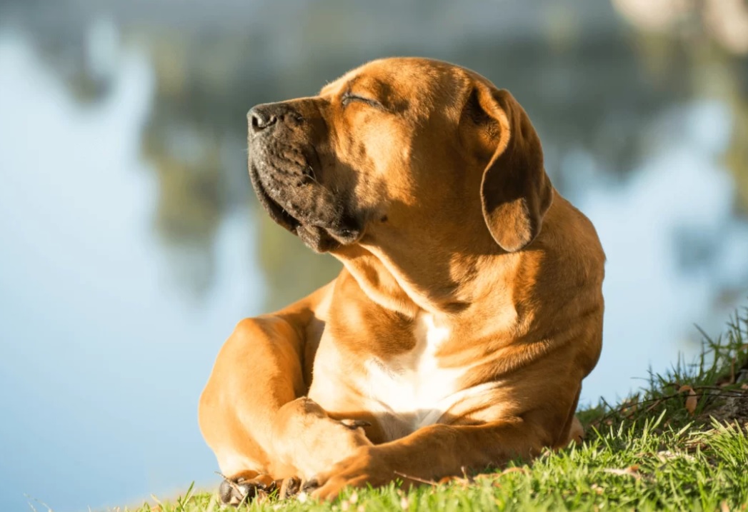 Óvd meg kutyusod a kánukilában is: napégés és tappancs égés veszélyei