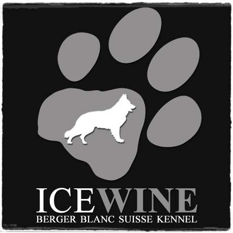 Ice Wine Svájci Fehér Juhászkutya kennel