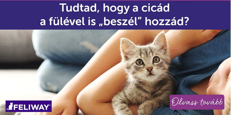 Tudtad, hogy a cicád a fülével is „beszél” hozzád?