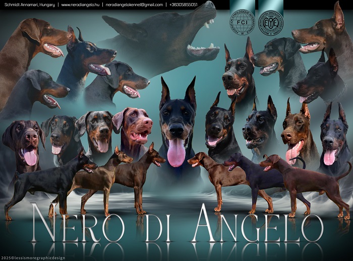Nero di Angelo Dobermann kennel