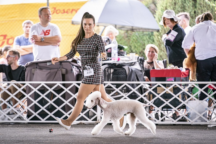 Quote Bedlington Terrier Kennel FCI