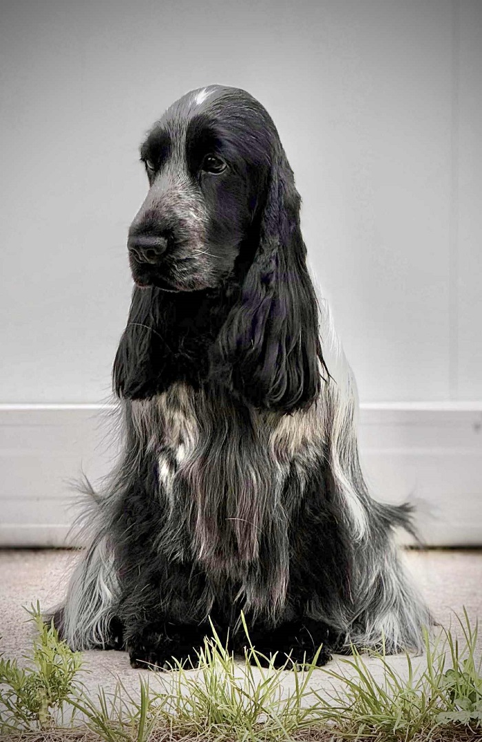 angol cocker spániel