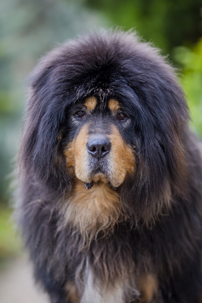 Tibeti masztiff