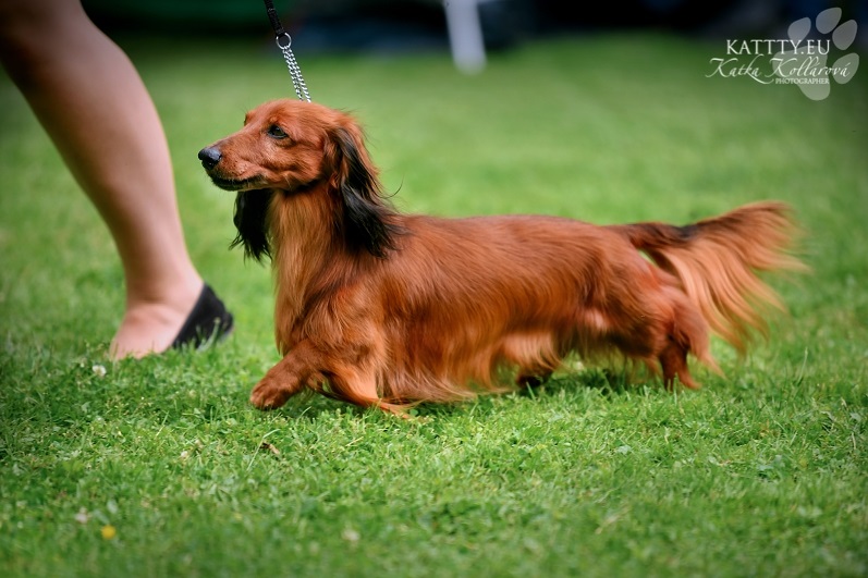 tacskó