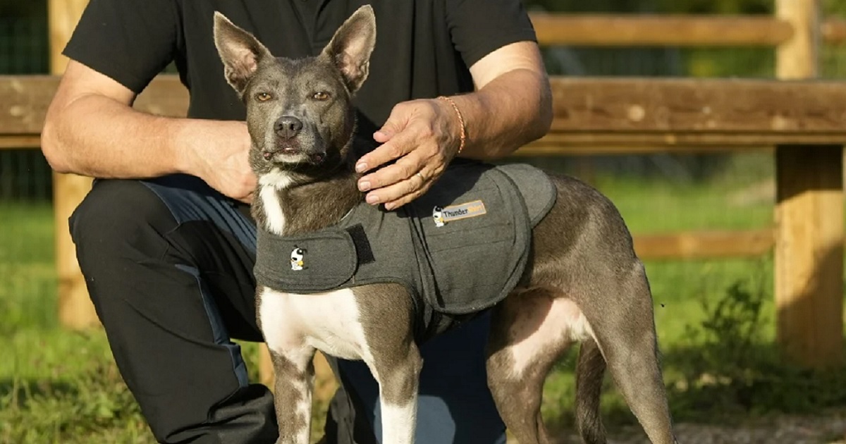 Hogyan működik a ThunderShirt nyugi mellény?