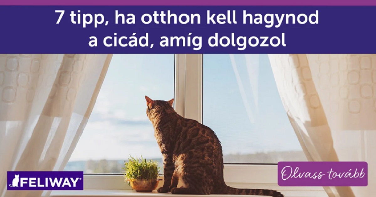 7 tipp, ha otthon kell hagynod a cicád, amíg dolgozol
