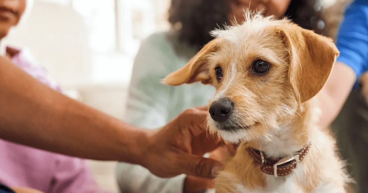 Lehet-e túl sok időt tölteni egy kölyökkutyával?