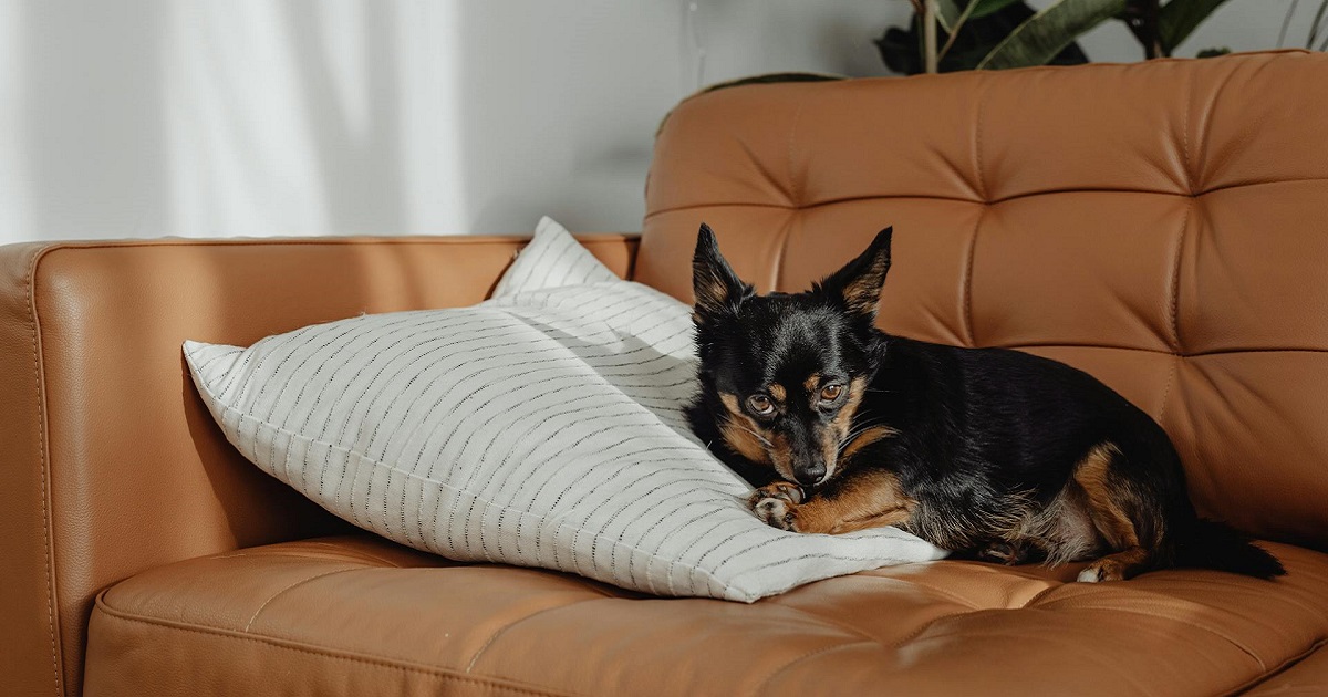 A kullancsok különösen tavasszal, de szinte egész évben veszélyt jelentenek a kutyák számára