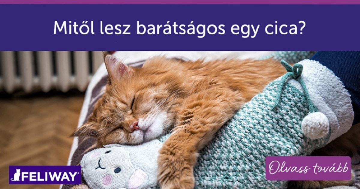 Mitől lesz barátságos egy cica?