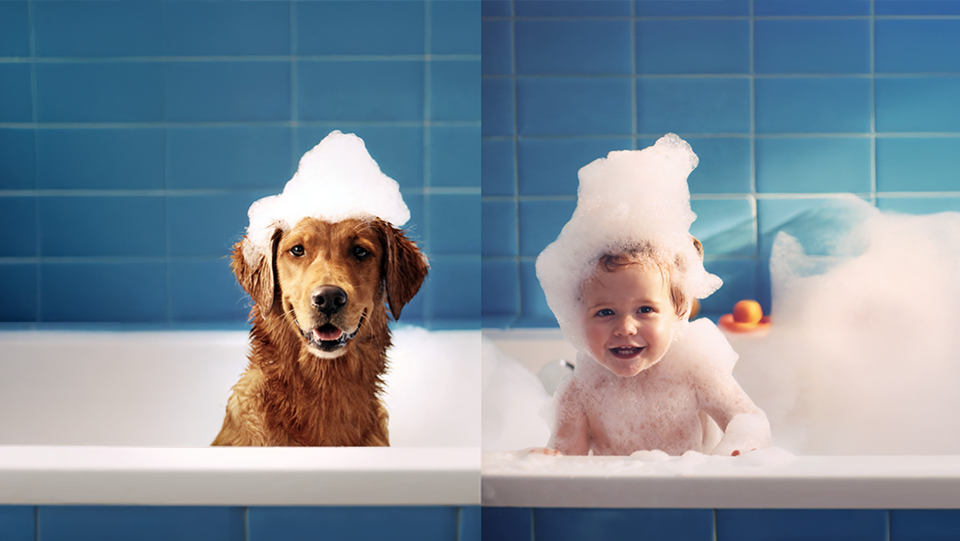 Miért olyan érzékeny egy kutya bőre, mint a kisbabáé?