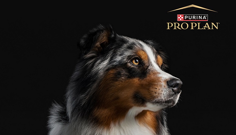 Gondos Gazdik - Gyakori kérdések a kutyatartással kapcsolatban