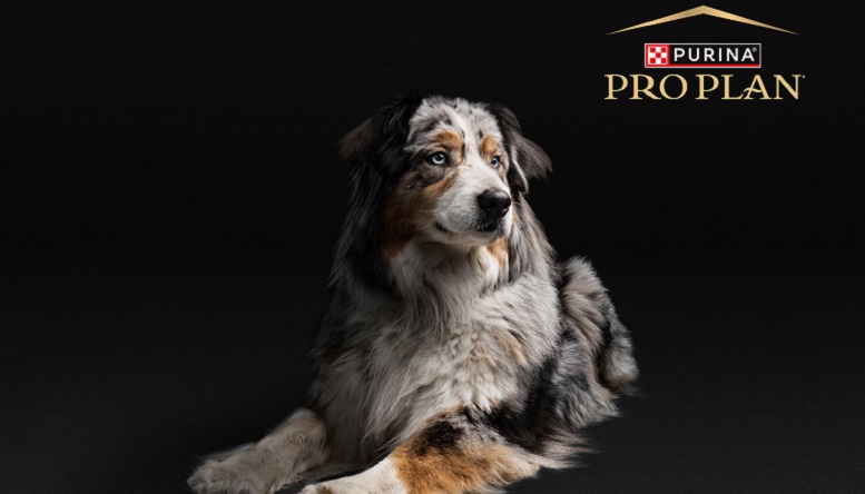 Gondos Gazdik - Minden bőrbeteg kutya allergiás?