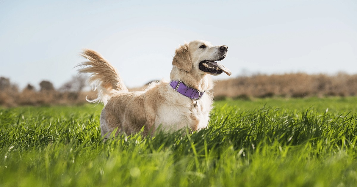 Kettős veszély a szabadban: kullancsok és szúnyogok nyomában